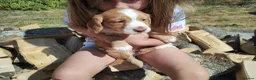 Cocker Spaniel dogs for sale: Cocker Spaniel Puppies  - Advert 8