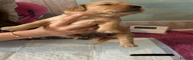 Golden Retriever 4