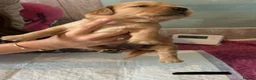 Golden Retriever dogs for sale: 🐾 Gorgeous pedigree Golden Retriever Puppies - Advert 9