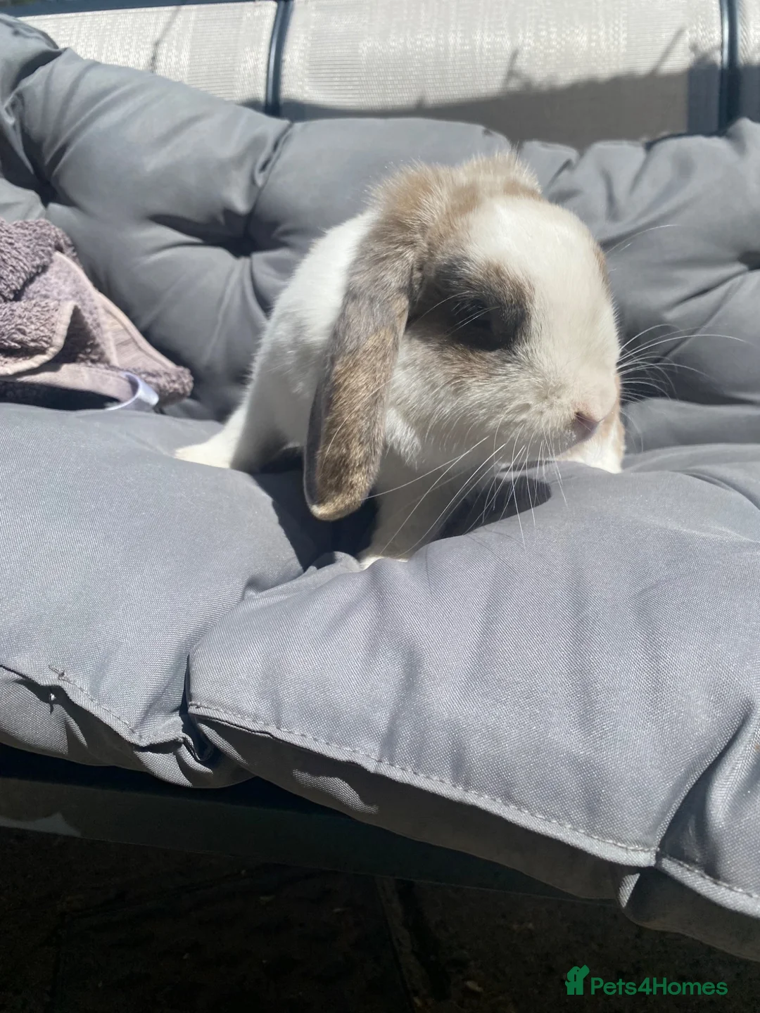 Mini Lop rabbits for sale: Mini lop rabbit - Advert 2