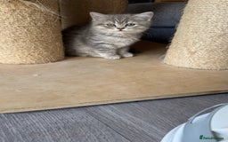 Scottish Fold cats for sale: Pedigree Scottish fold and straight kittens - Image 16