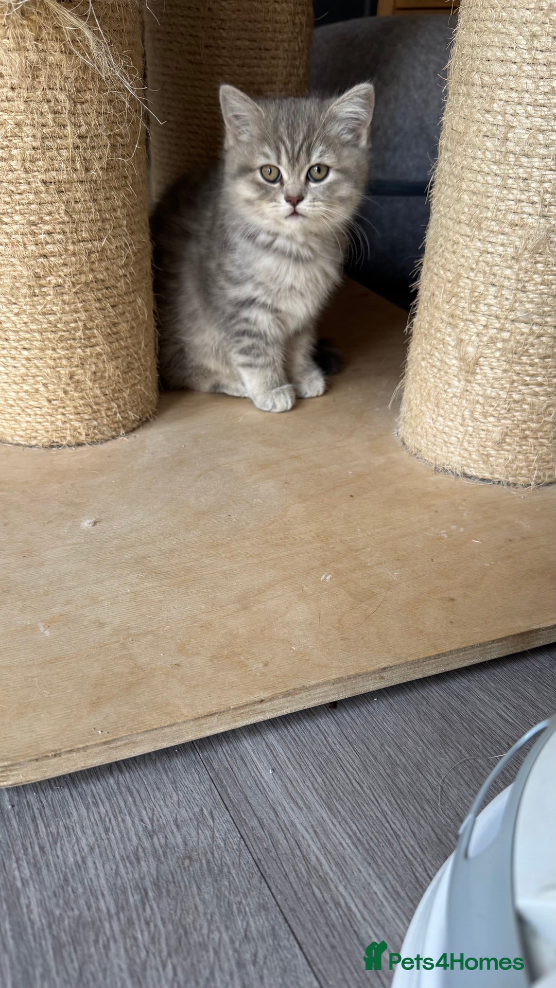 Scottish Fold cats for sale: Pedigree Scottish fold and straight kittens - Image 16