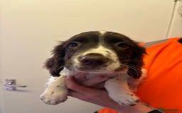 English Springer Spaniel dogs for sale: Stunning working line springer spaniels - Image 6