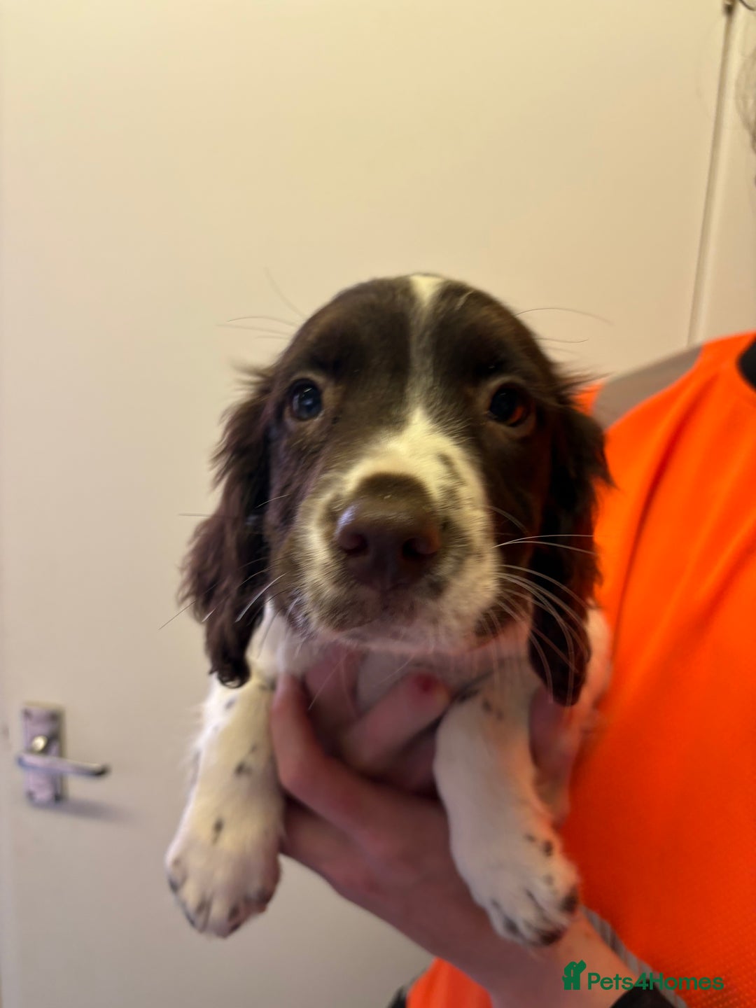 English Springer Spaniel dogs for sale: Stunning working line springer spaniels - Image 6