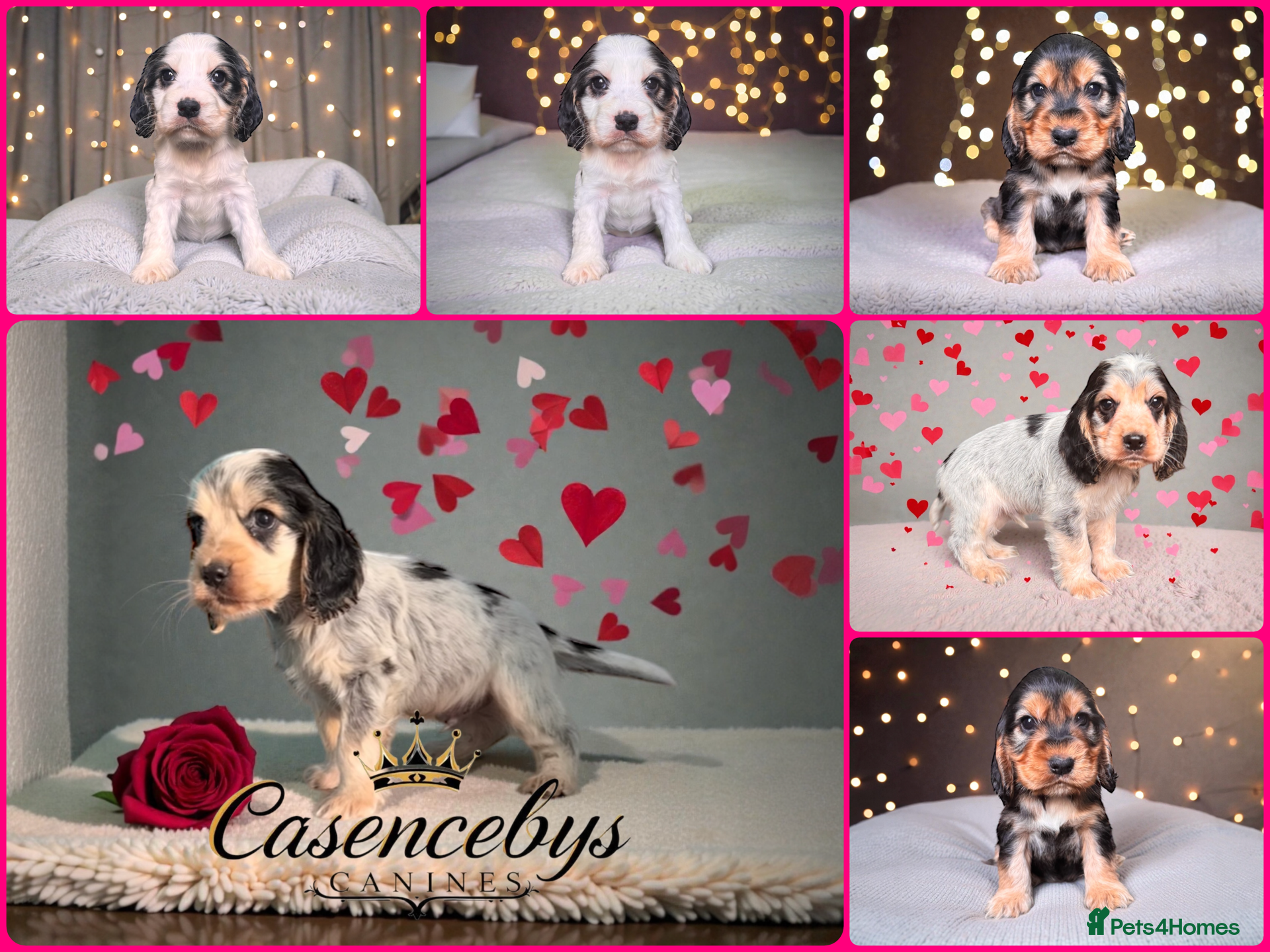 Cocker Spaniel dogs ❤️THE MOST INCREDIBLE DNA CLEAR SHOW SPANIELS❤️ - Advert 18