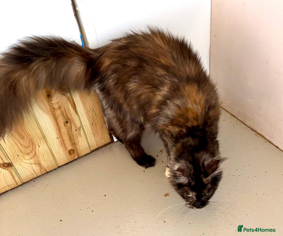 Maine Coon cats for sale: Adult female Maine coon tortie cat, TICA reg - Image 5