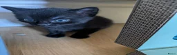 Mixed Breed cats for sale: Kittens - Advert 12