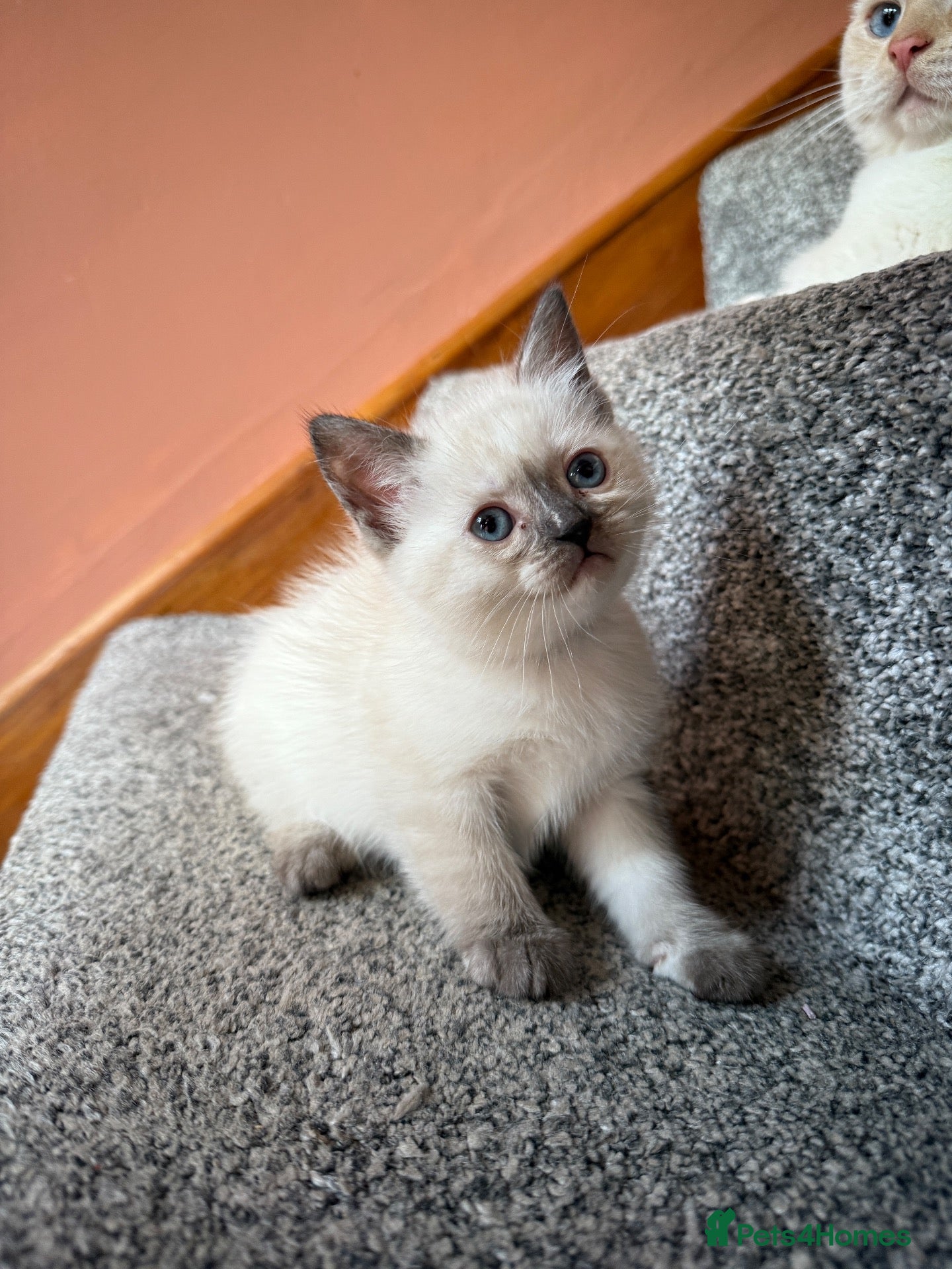 Ragdoll cats 5 ragdoll kittens - Advert 7