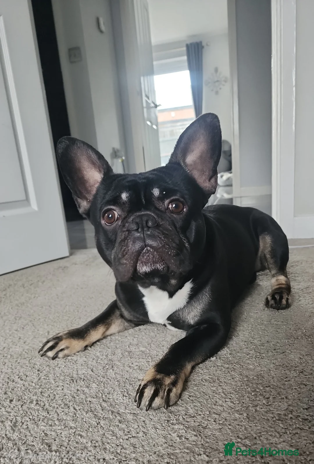 French Bulldog dogs for stud: French bulldog ready for stud in Pontefract - Advert 1