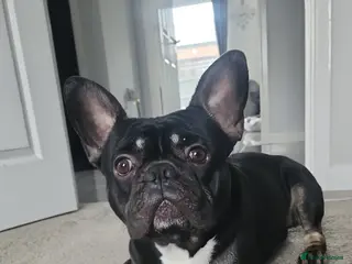 French Bulldog dogs French bulldog ready for stud - Advert 1