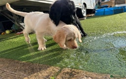 Labradoodle dogs for sale:  Unique,Exceptionally Bred F1 Labradoodles 🐾19/05 in Bristol - Image 8