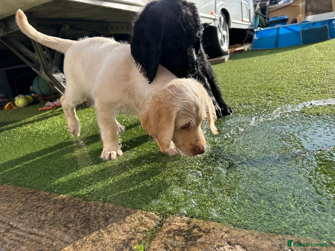 Labradoodle dogs for sale:  Unique,Exceptionally Bred F1 Labradoodles 🐾19/05 in Bristol - Image 8