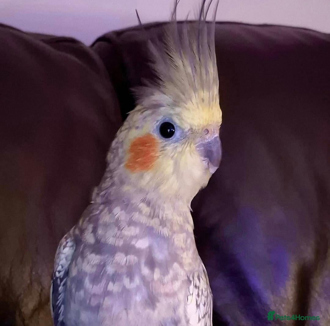 Cockatiels birds Beautiful Female Cockatiel  - Advert 2