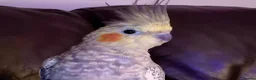 Cockatiels birds for sale: Beautiful Female Cockatiel  in Greenford - Advert 2