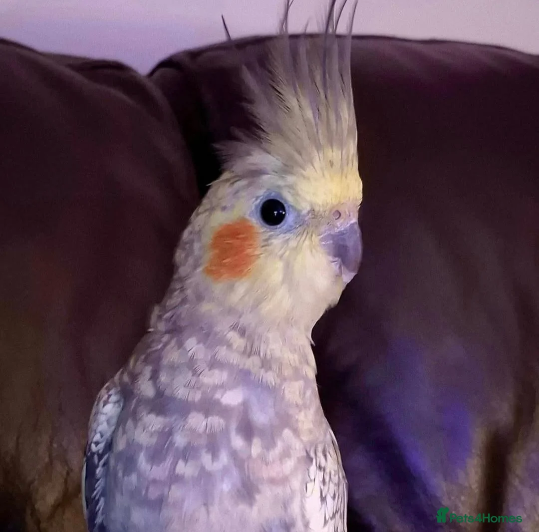 Cockatiels birds for sale: Beautiful Female Cockatiel  in Greenford - Advert 2