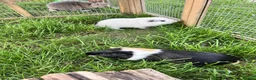 Guinea Pig rodents for sale: Two bonded male guinea pigs - Sven and Olaf - Advert 3