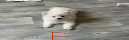Pomeranian dogs for sale: 3 Pure white Pomeranians - 1 girl 2 boys - Advert 8
