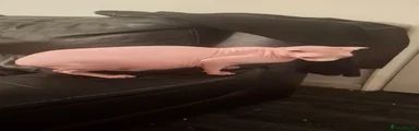 Sphynx 1