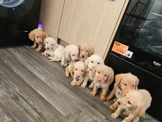 Labradoodle dogs 9 gorgeous labradoodles, red fox and cream - Advert 2