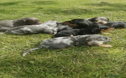 Miniature Dachshund dogs for sale: Miniature Dachshund Puppies  - Image 2