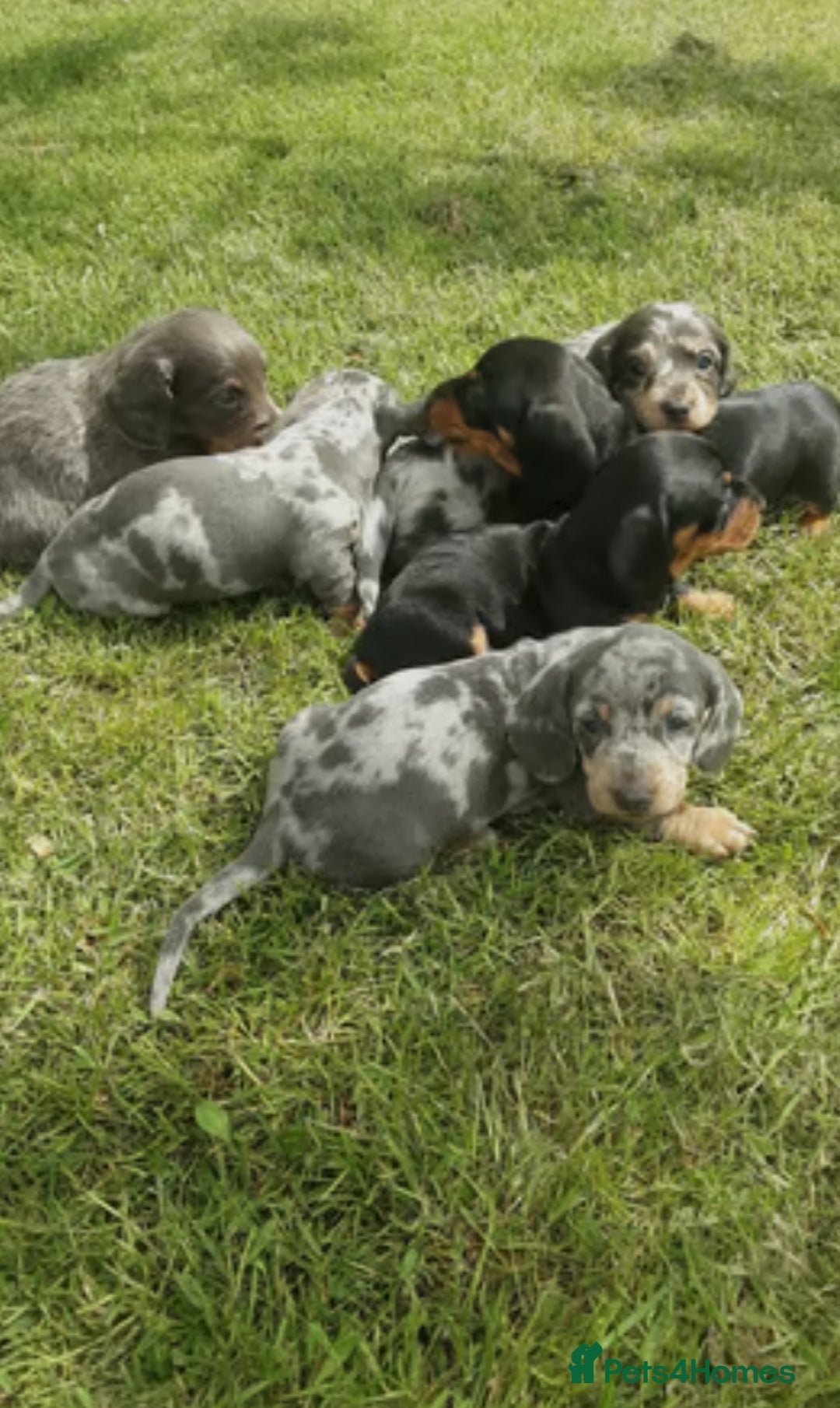 Miniature Dachshund dogs for sale: Miniature Dachshund Puppies  - Image 2