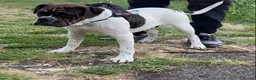 Alapaha Blue Blood Bulldog dogs for sale: Female pup. Ready now in Cambridge - Advert 2