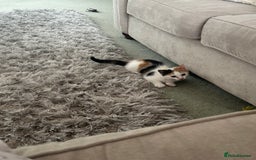 Mixed Breed cats for sale: Beautiful Tortie Female kitten  - Image 2