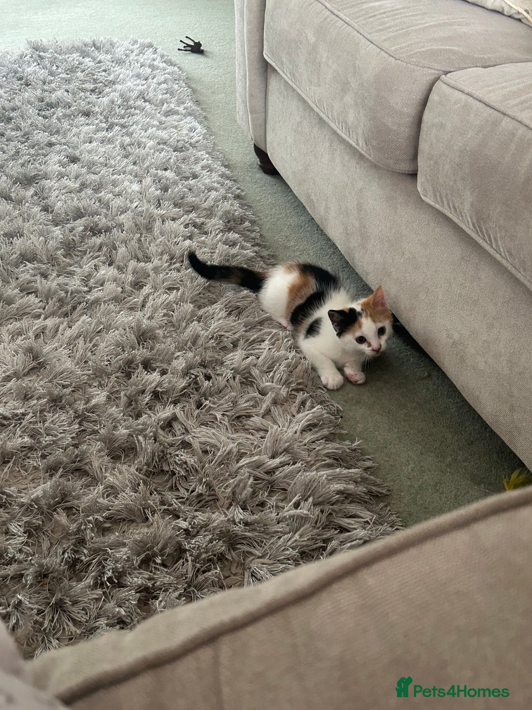 Mixed Breed cats for sale: Beautiful Tortie Female kitten  - Image 2