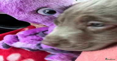 Labrador Retriever dogs - Advert 2