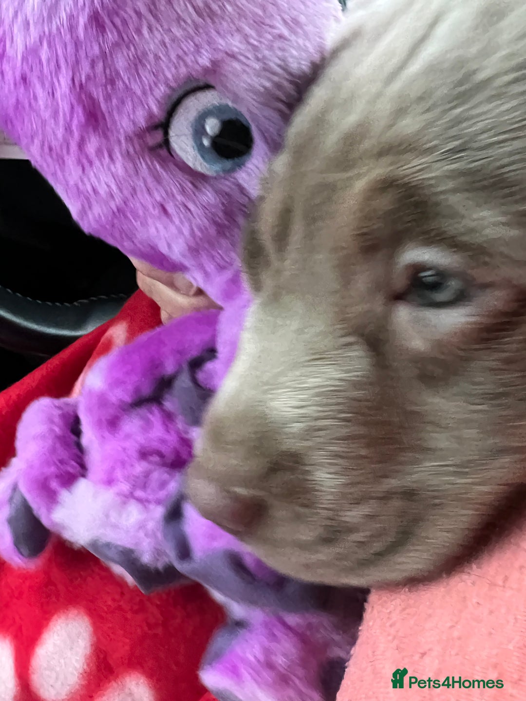 Labrador Retriever dogs for sale: Kc dna clear silver Labrador pups  - Advert 3