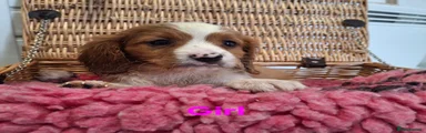 Cavalier King Charles Spaniel 5