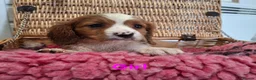 Cavalier King Charles Spaniel dogs for sale: Cavalier king charles pups - Advert 14