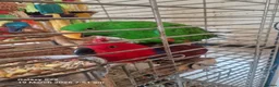Mixed Breed birds for sale: Wonderful Breeding Pair of Eclectus Parrots 4 Sale - Advert 8