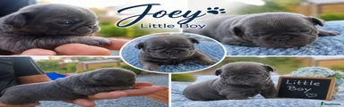 Joey