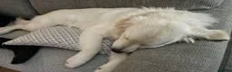 Golden Retriever dogs for sale: KC registered golden retriever puppies  - Advert 11