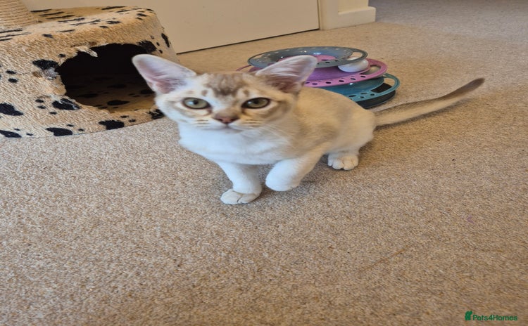 Burmilla cats - Advert 12