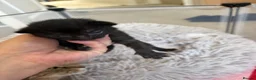 Mixed Breed cats for sale: Beautiful babies  - Advert 4