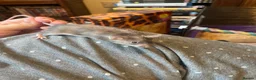 Mouse rodents for sale: Angora Baby Mice READY NOW - Advert 3