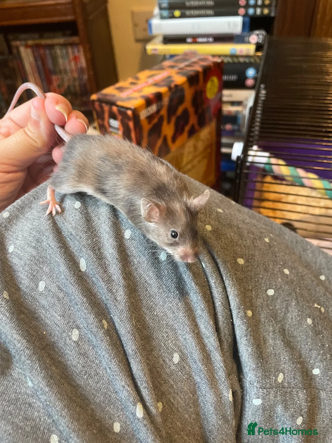 Mouse rodents for sale: Angora Baby Mice READY NOW - Advert 3