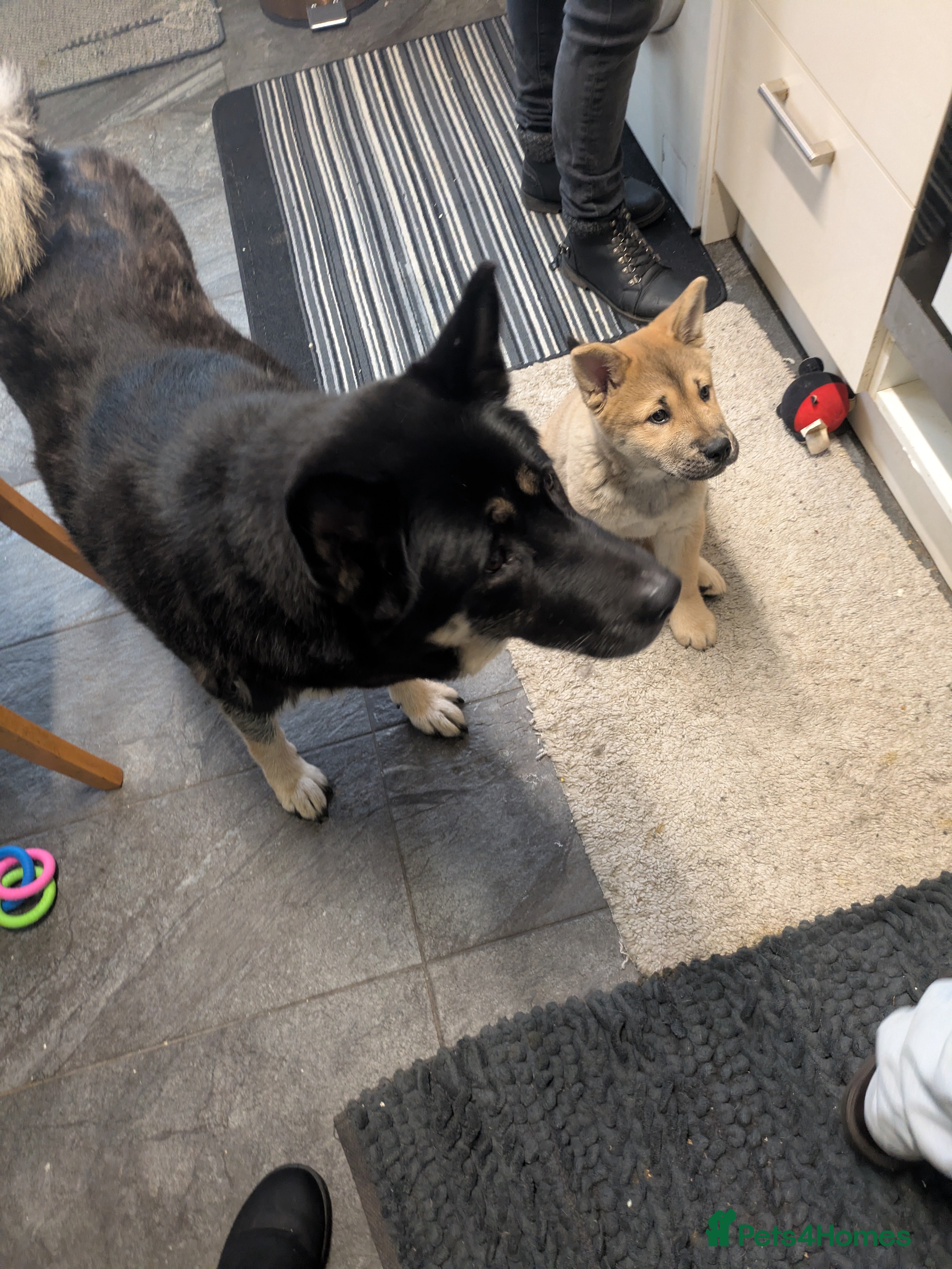 Mixed Breed dogs Pup for sale - Advert 1