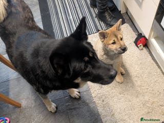 Mixed Breed dogs Pup for sale - Advert 1