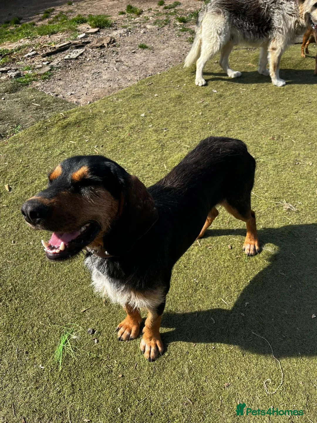 Mixed Breed dogs for adoption: Nigiri in Frinton-on-Sea - Advert 2