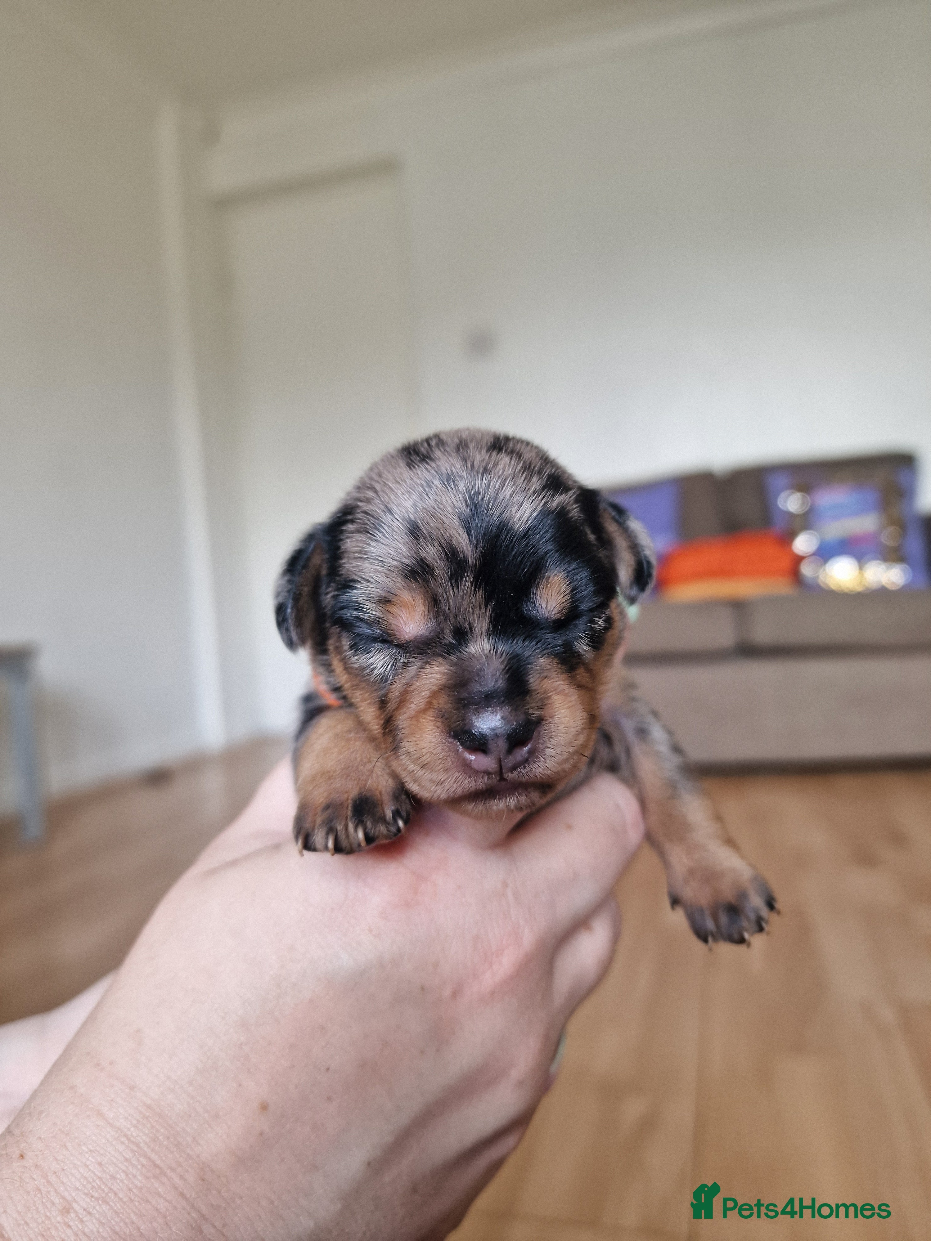 Mixed Breed dogs for sale: French Bulldog x Miniature Dachshund Puppies - Advert 6