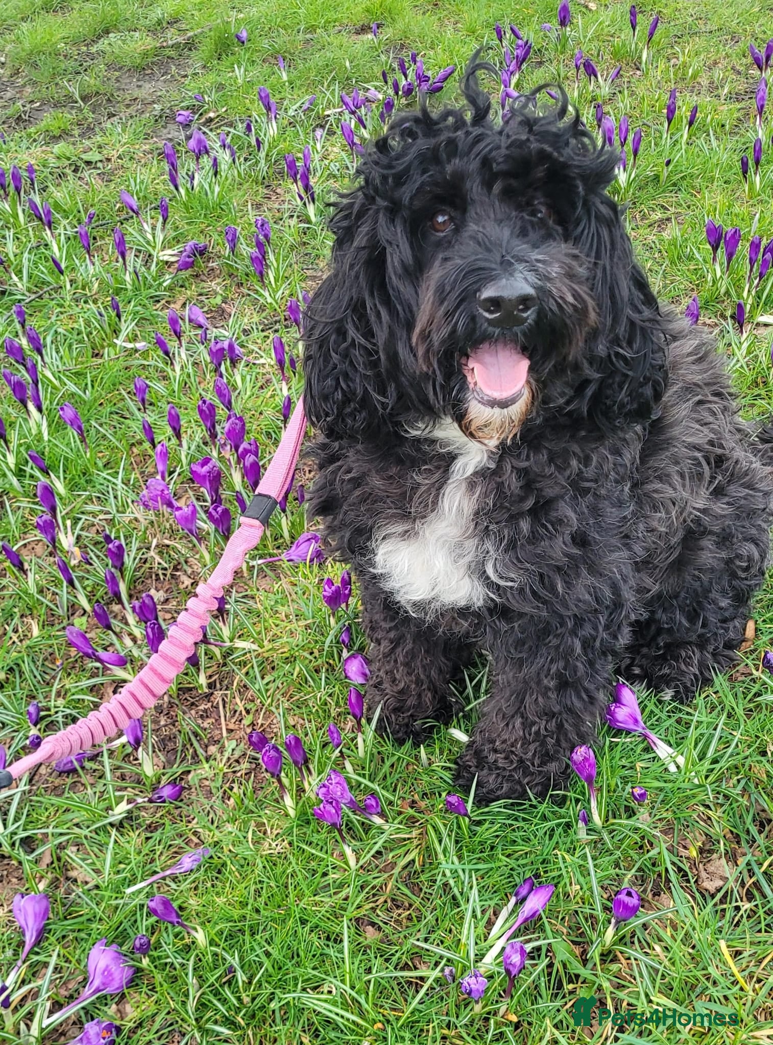 Cockapoo dogs Lovely Cockapoo (5) in need of a home - Advert 2