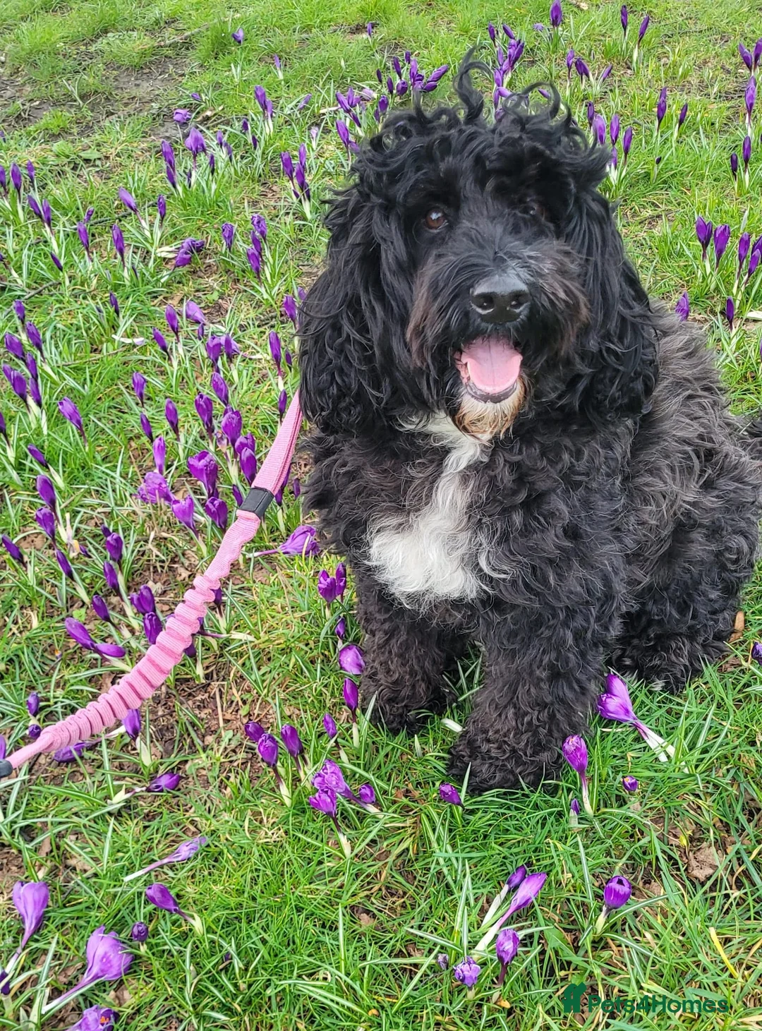 Cockapoo dogs for sale: Lovely Cockapoo (5) in need of a home - Advert 1