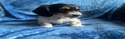 Miniature Dachshund dogs for sale: Beautiful KC reg Piebald Dachshunds - Advert 5