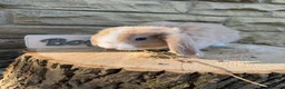 Mini Lop rabbits for sale: Lovely little mini lop rabbits ready now - Advert 3