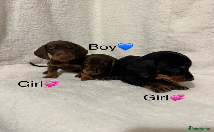 Dachshund dogs - Advert 2