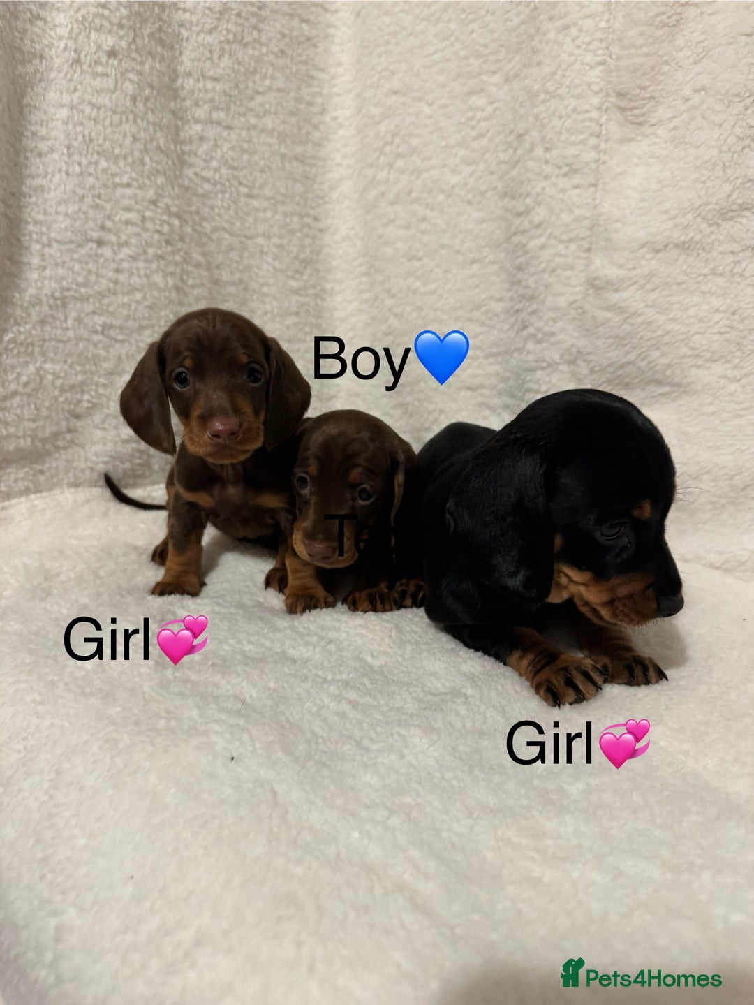 Dachshund dogs for sale: Dachshund puppies are Looking for Homes!  - Image 1