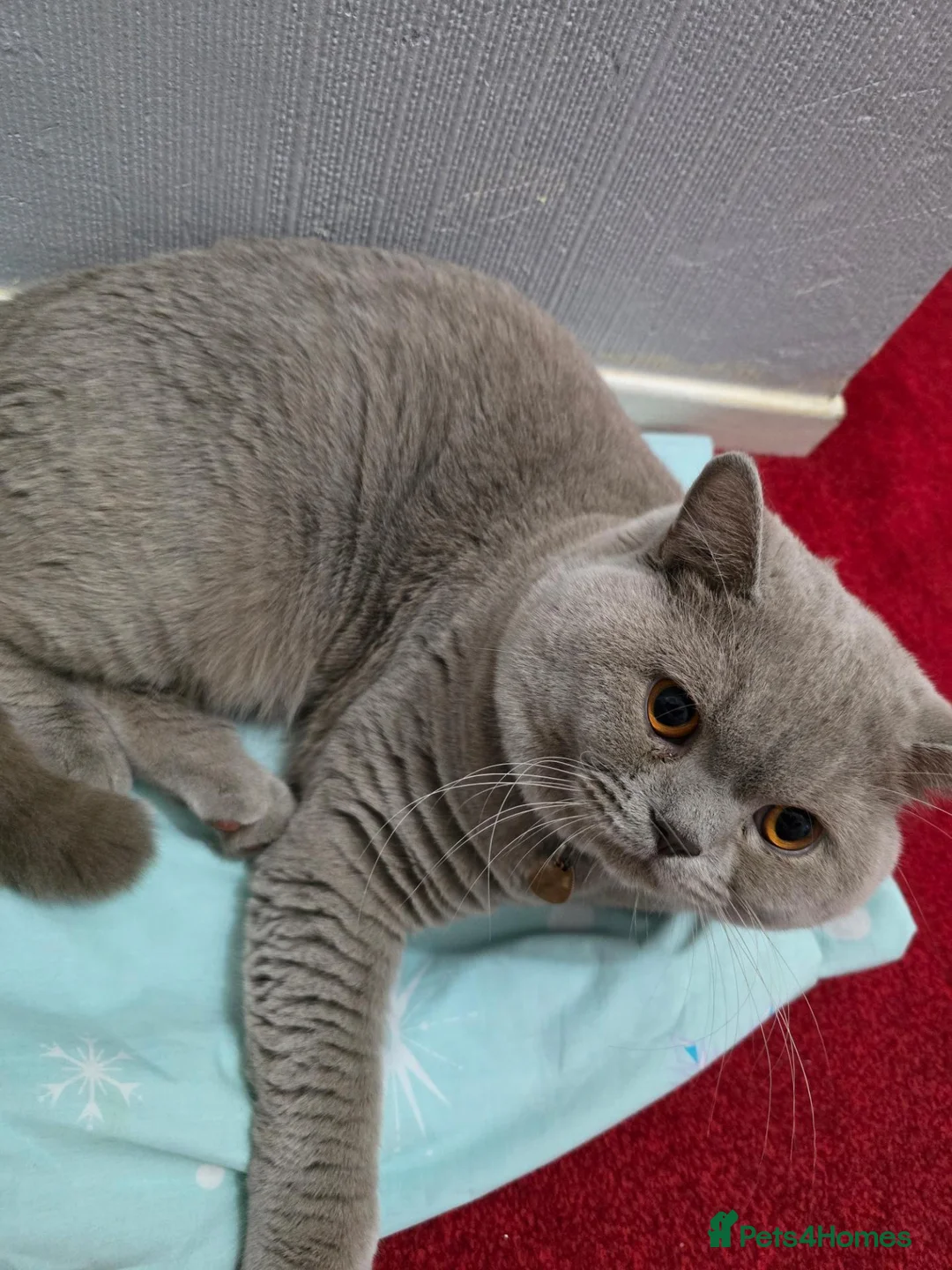 British Shorthair cats for sale: Lilac Male British short hair  in London - Advert 3